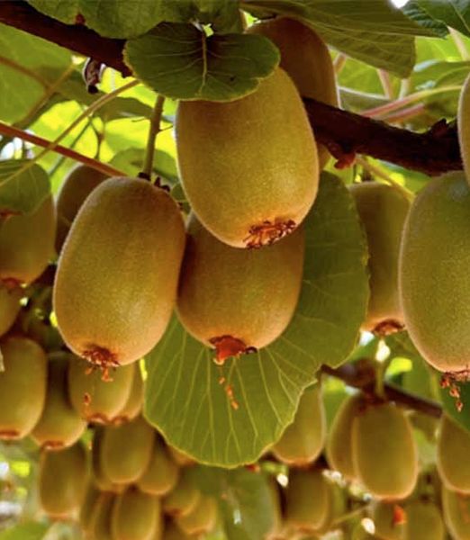 Actinidia chinensis ‘Giallo’ samičia rastlina